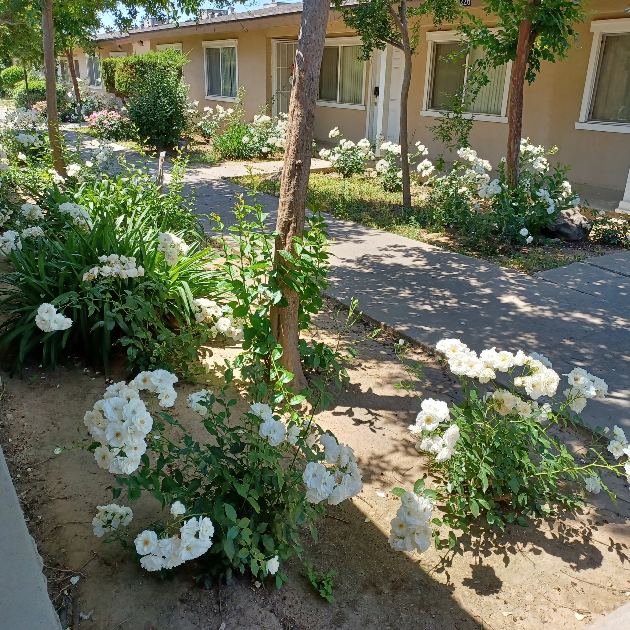 224 W Dakota Ave unit 224-B – photo 3