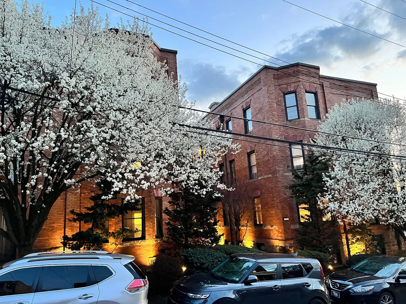 Sycamore – photo 2