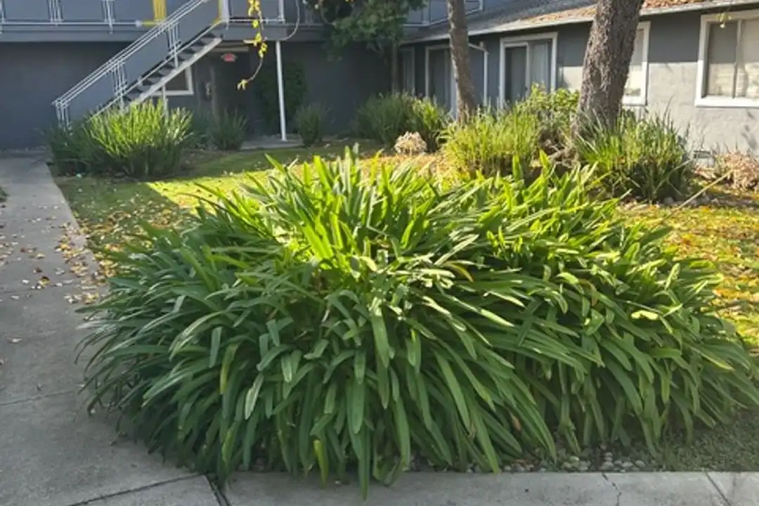 Apartment in Mountain View - More
